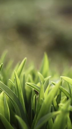 Green grass, 5k, 4k wallpaper, macro (vertical)