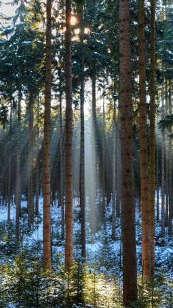 Pines, 5k, 4k wallpaper, wood, sunlight, sunrise (vertical)