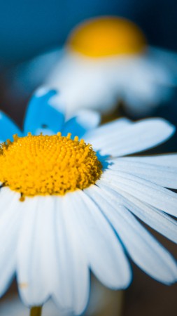 Gerbera, HD, 4k wallpaper, macro, white (vertical)