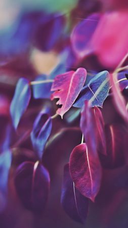 Leaves, 5k, 4k wallpaper, macro, purple (vertical)