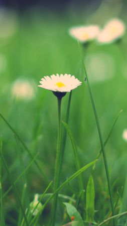 Wildflowers, HD, 4k wallpaper, macro, meadows (vertical)