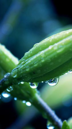 Flowers, HD, 4k wallpaper, plant, macro, drops (vertical)