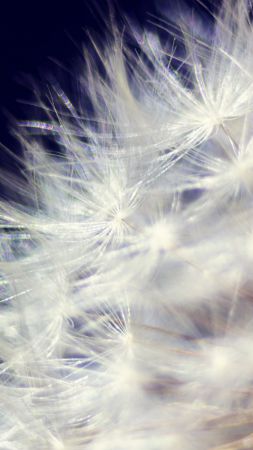 Dandelion, HD, 4k wallpaper, macro, flowers (vertical)