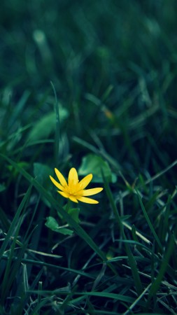 Wildflower, 5k, 4k wallpaper, meadows, yellow, flower (vertical)