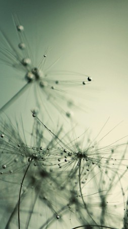 Dandelion, HD, 4k wallpaper, macro, flowers (vertical)