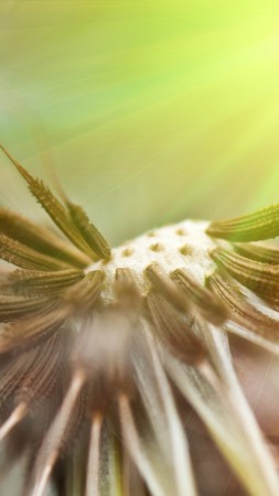 Dandelion, 5k, 4k wallpaper, flowers, macro (vertical)