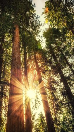 Forest, 5k, 4k wallpaper, trees, sunlight (vertical)