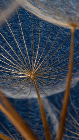 Dandelions, 5k, 4k wallpaper, macro, flowers (vertical)