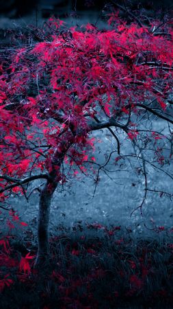 three, 4k, 5k wallpaper, violet, leaves (vertical)