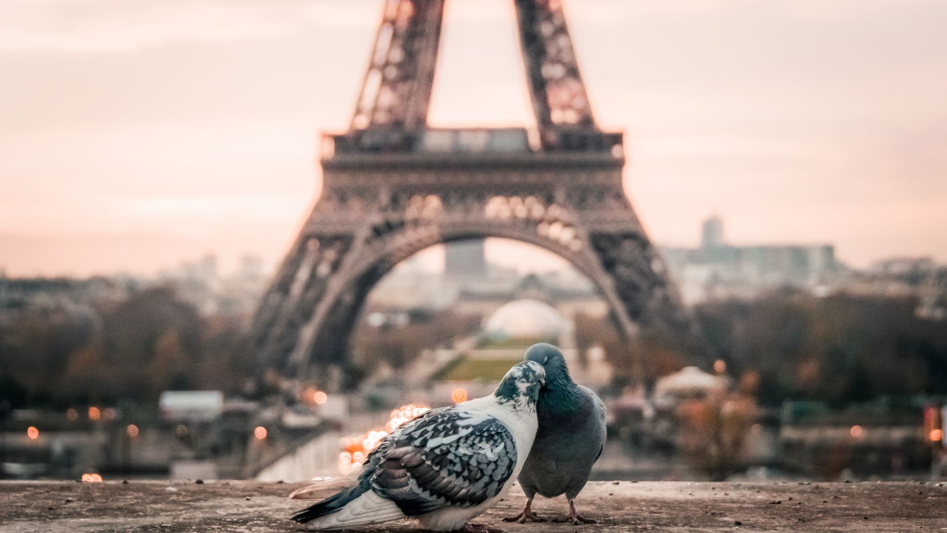 love image, doves, 4k, paris (horizontal)