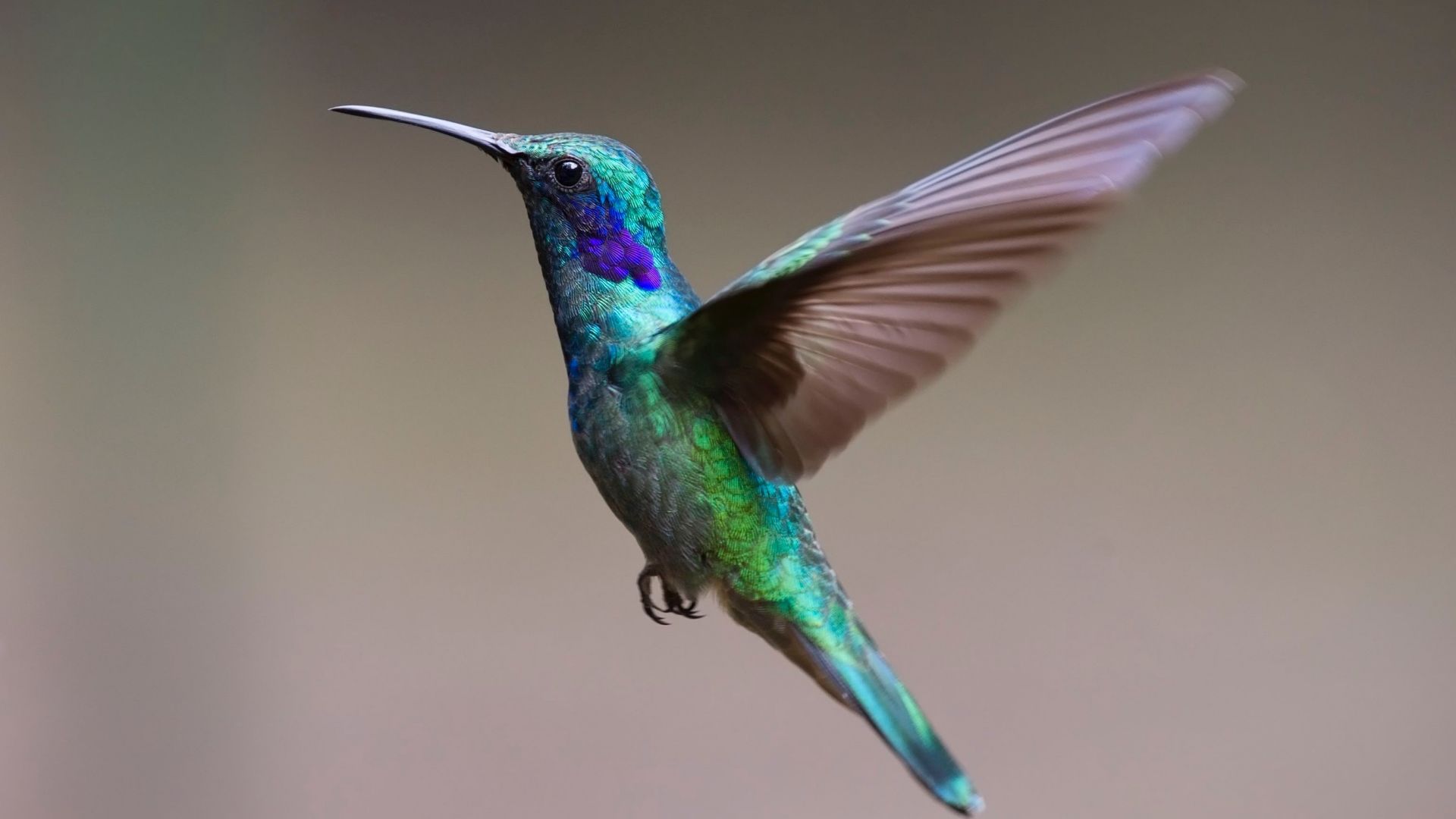 humming, bird, HD (horizontal)