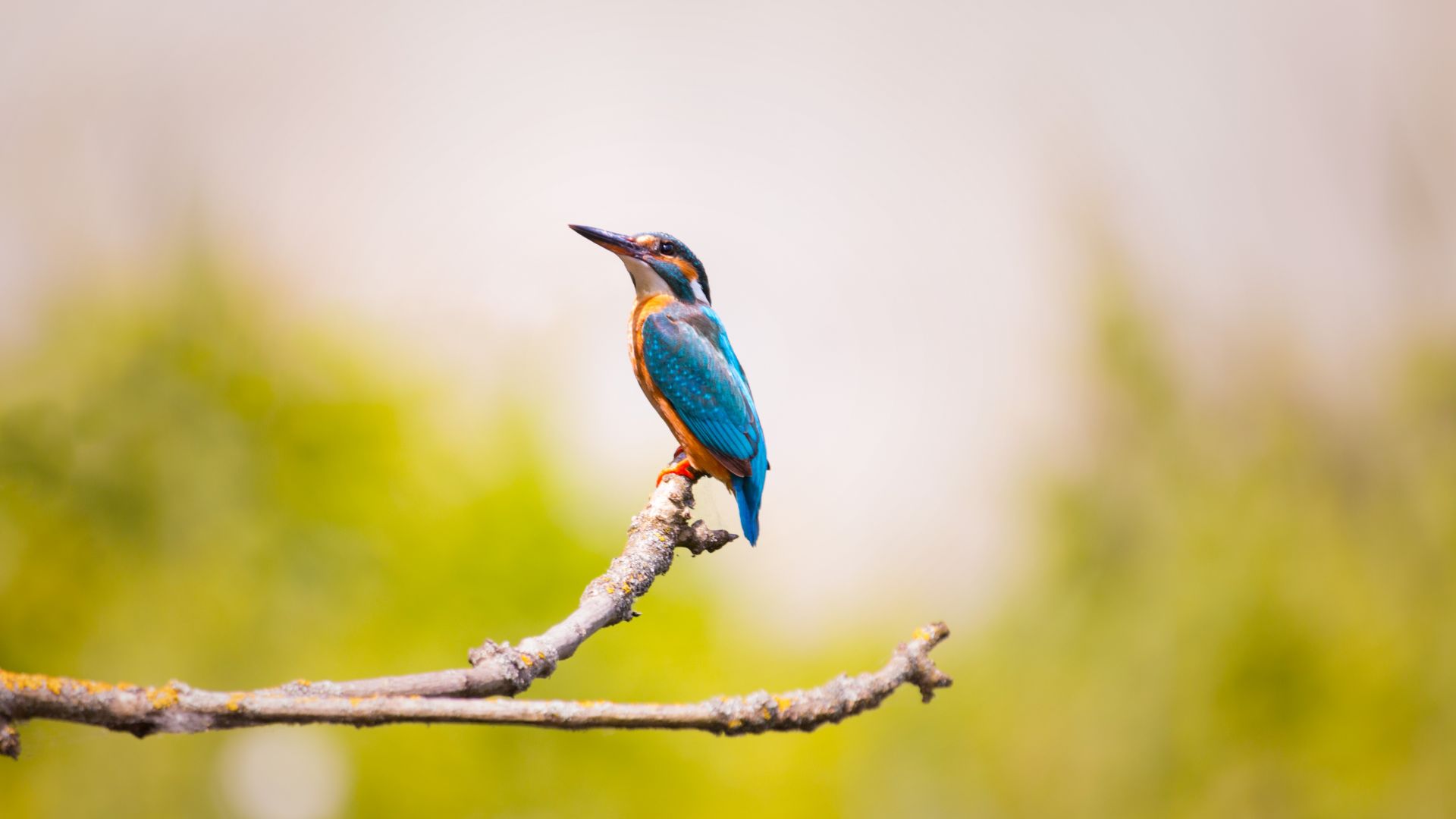 kingfisher, bird, 5k (horizontal)
