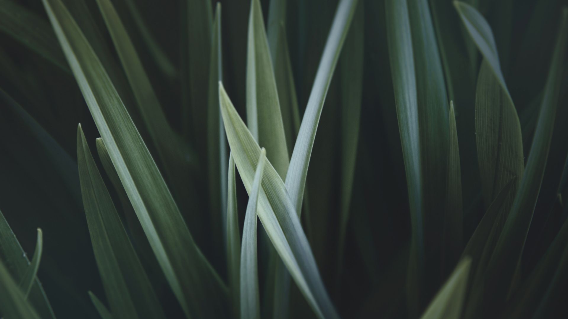 grass, HD (horizontal)