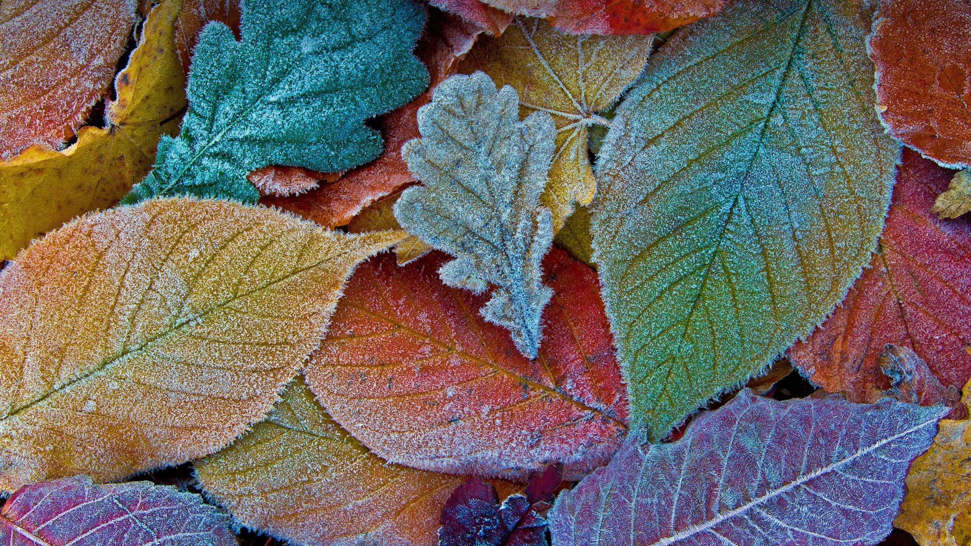 Colorful Autumn Wallpapers