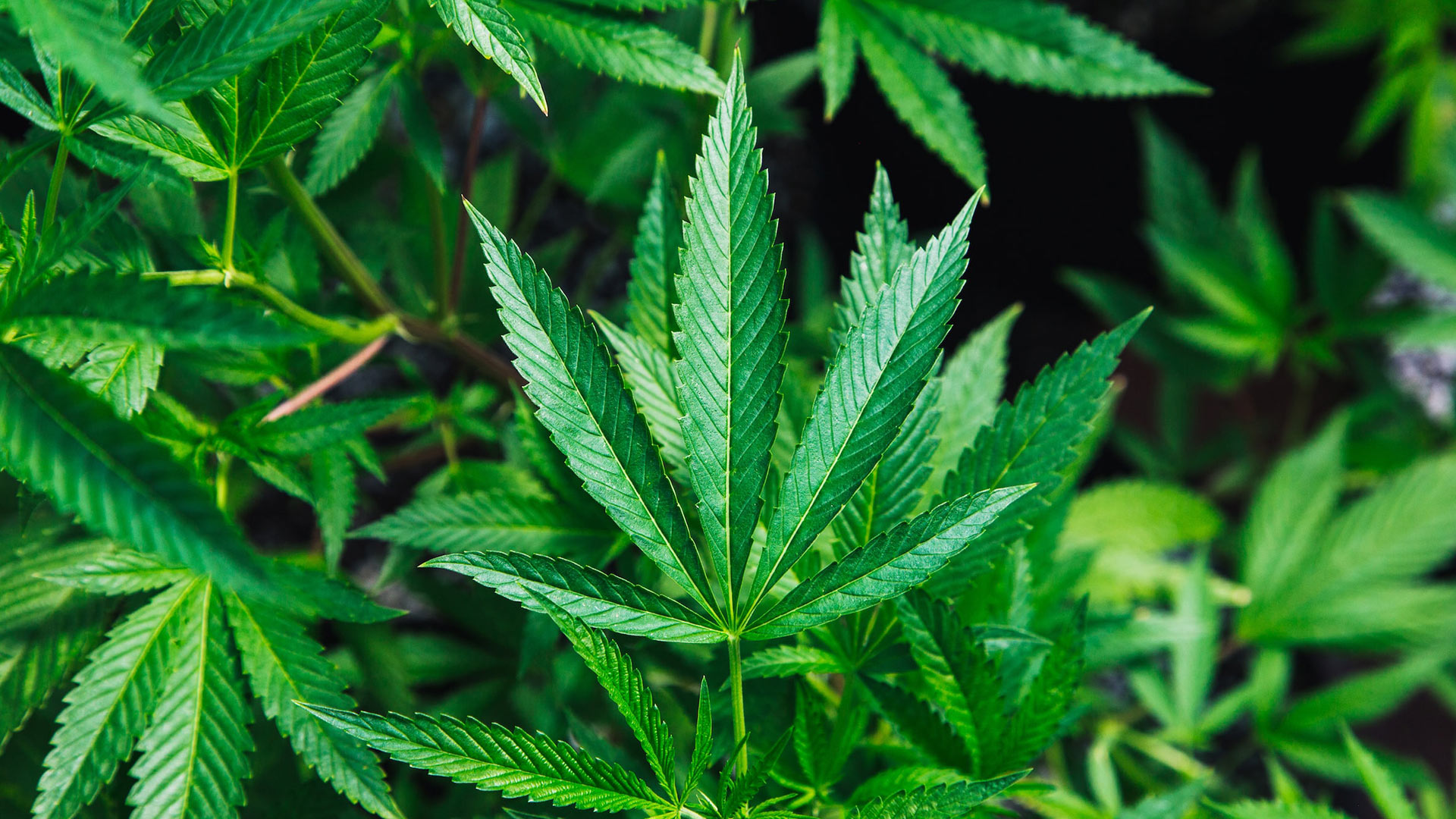 Cannabis Wallpaper