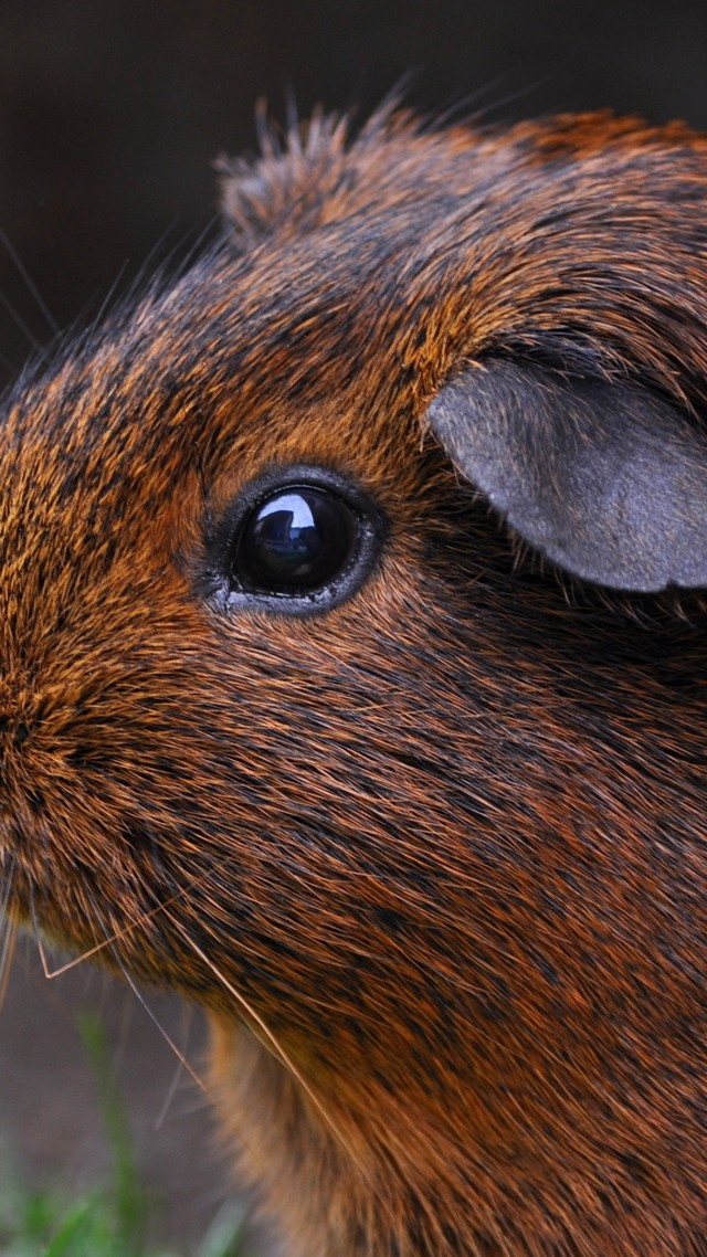 Guinea Pig, brown, cute animals (vertical)