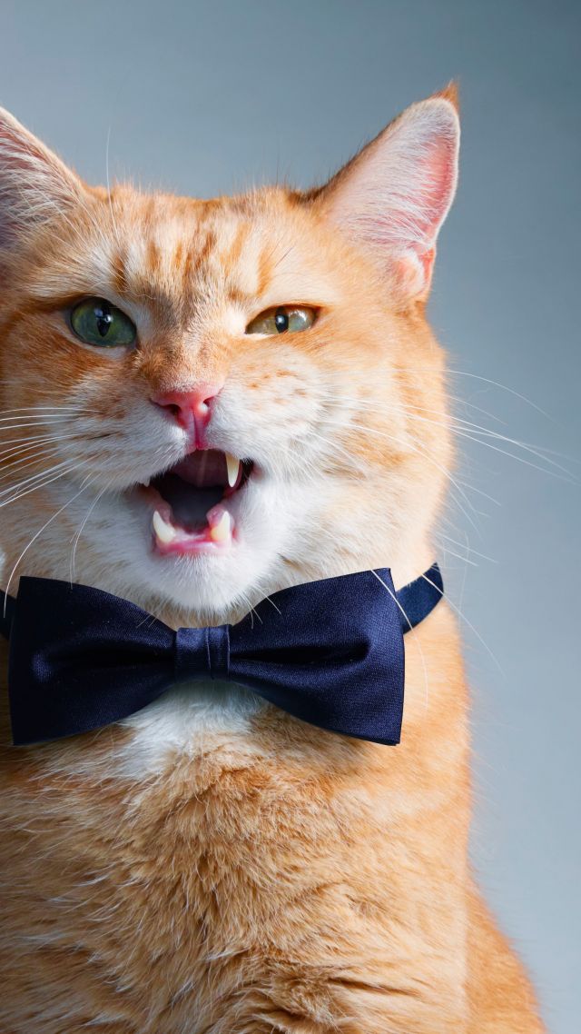 cat, bow, cute, funny animals (vertical)