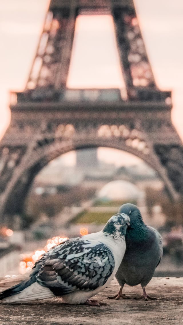 love image, doves, 4k, paris (vertical)