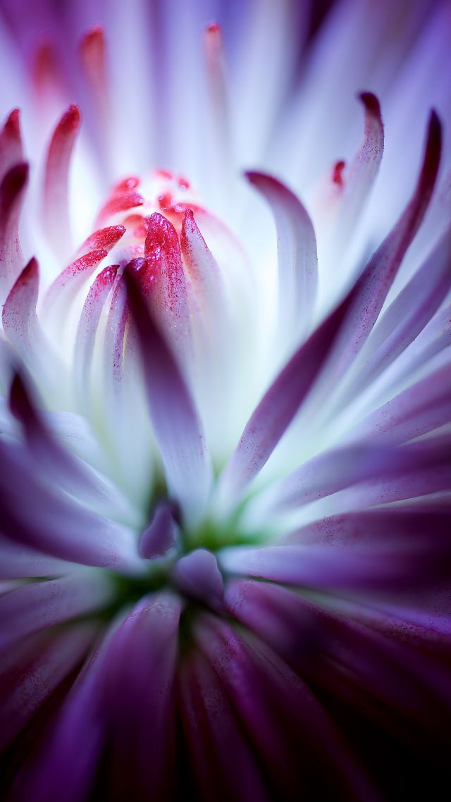 flower, 4k (vertical)