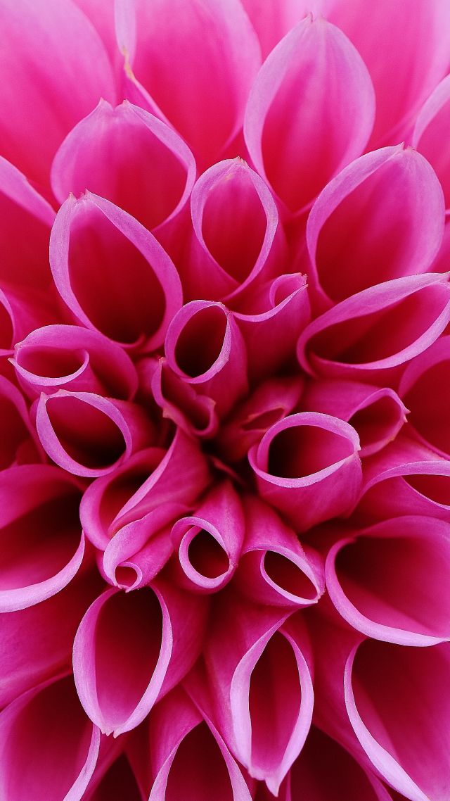 flower, pink, 4k (vertical)