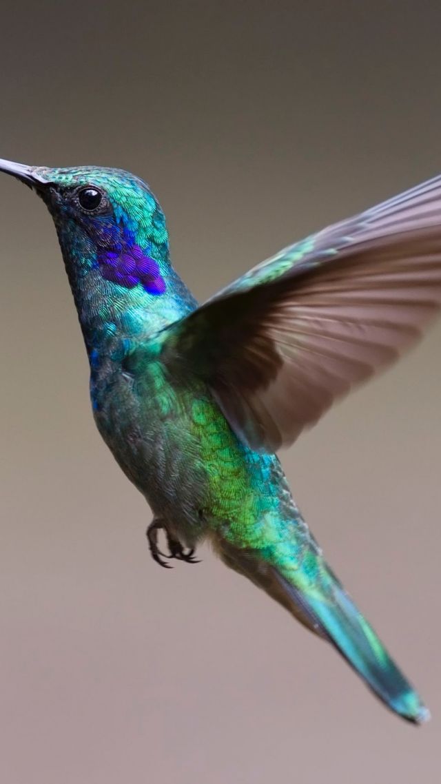humming, bird, HD (vertical)