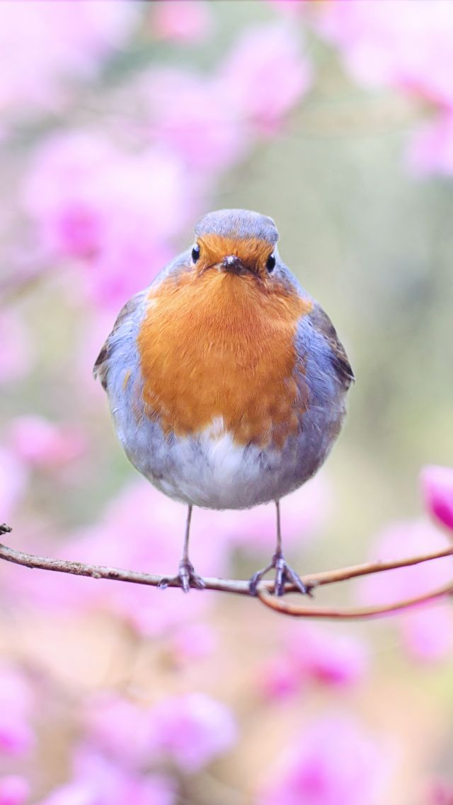 bird, spring, 5k (vertical)