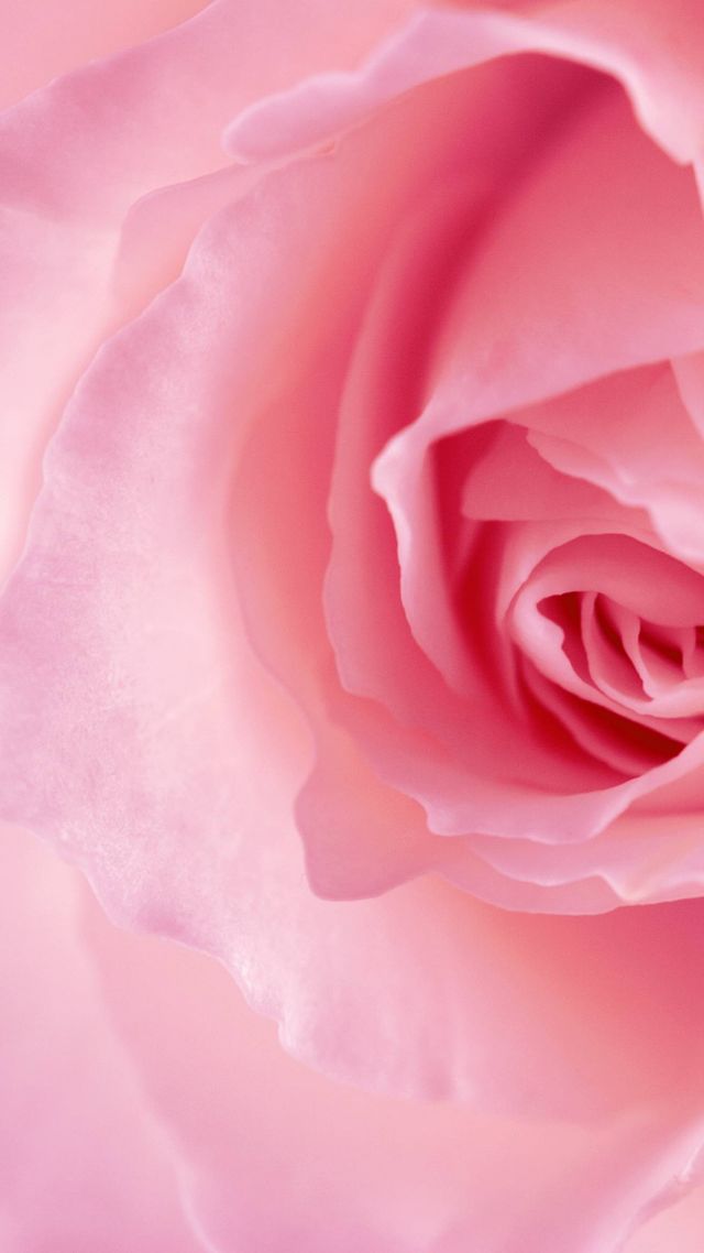 flower, rose, pink, 4k (vertical)