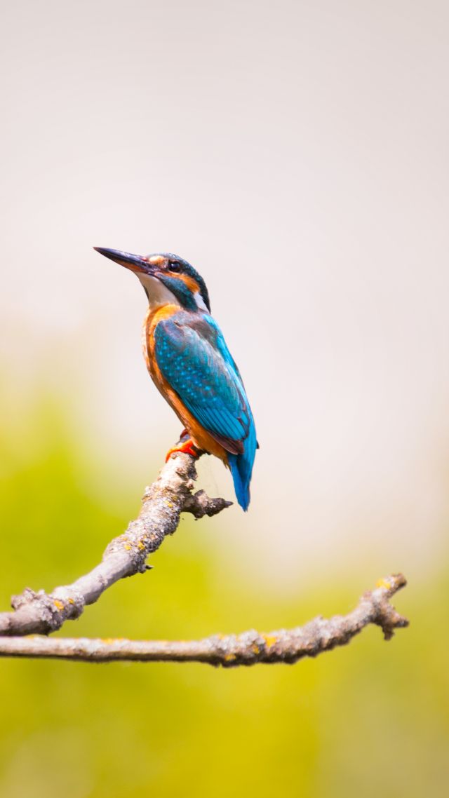 kingfisher, bird, 5k (vertical)