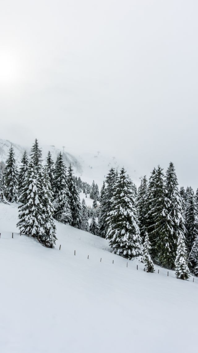 forest, tree, snow, winter, 5k (vertical)