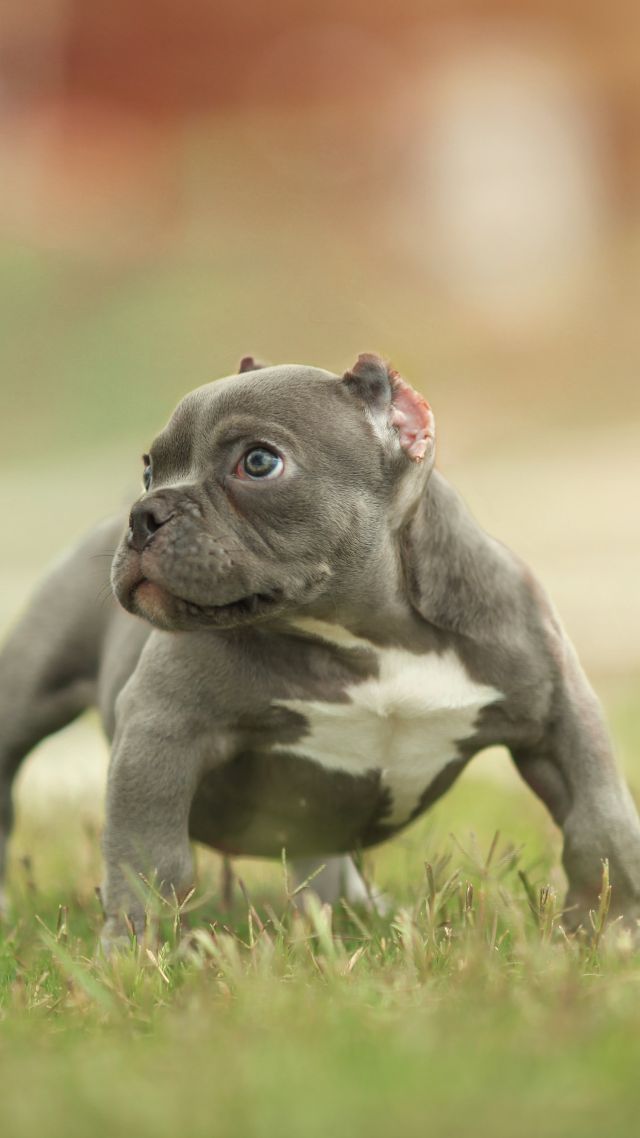 puppy, funny animals, 5k (vertical)