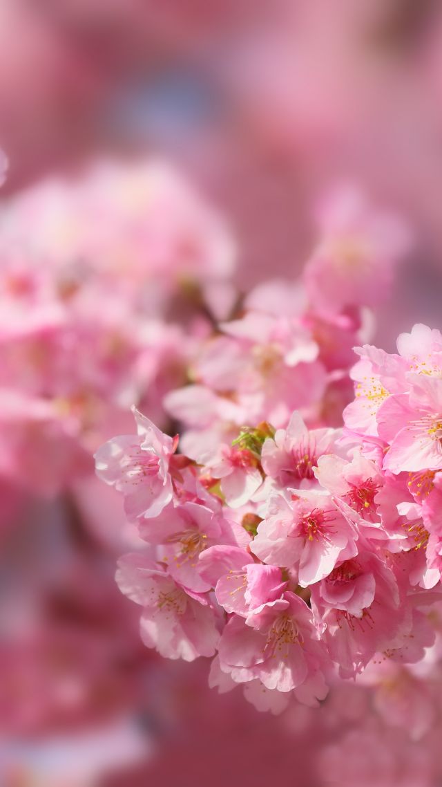 sakura, blossom, spring, trees, 5k (vertical)