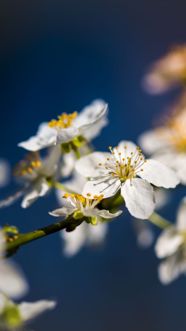 flowers, blossom, 8k (vertical)