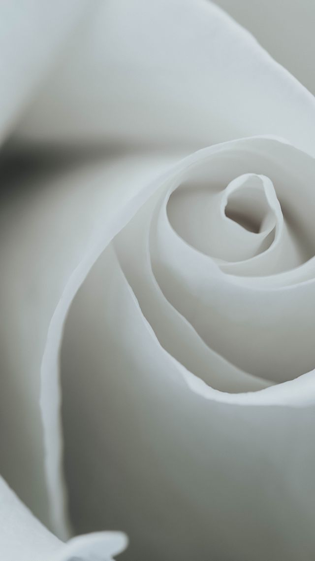 flower, rose, 8k (vertical)