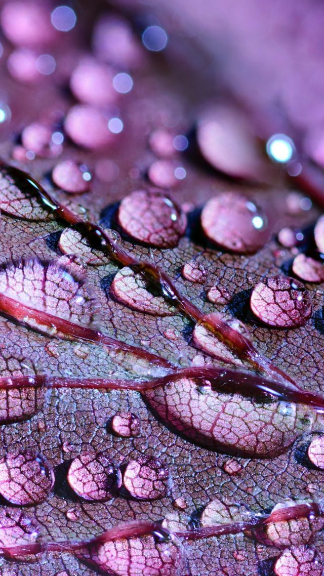 Water Drops, Leaves, 4K, 5K (vertical)