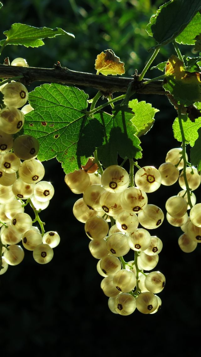 white currant, green, leaf, 4K (vertical)
