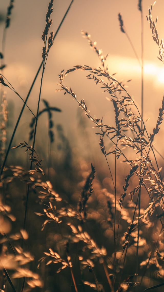 field, macro, 4K (vertical)